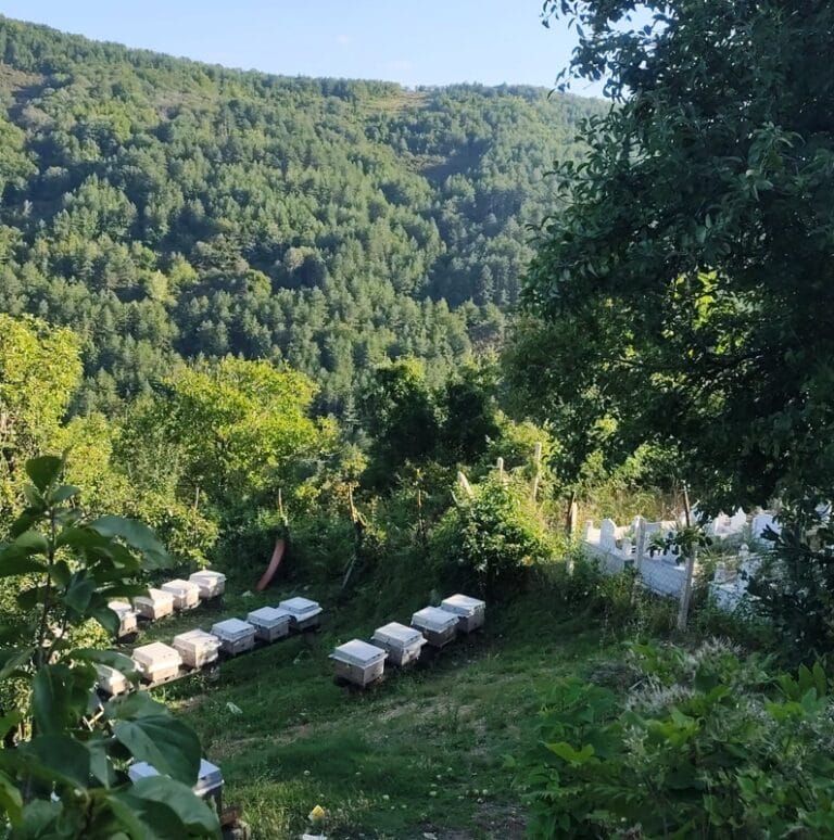 Cide Kestane balı